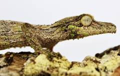 Mossy Leaf Tailed Geckos