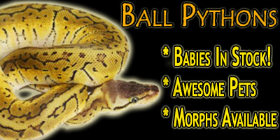 Reptile Supplies and Live Reptiles - LLLReptile