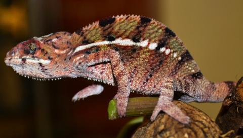 SALE on Veiled Chameleons, senegals, flapnecks and more! | Chameleon Forums