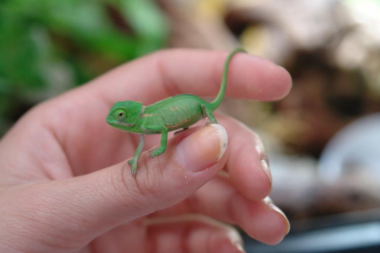 Growth Rate of Hatchling Veiled Cham | Chameleon Forums