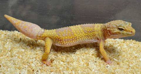 Leopard Geckos