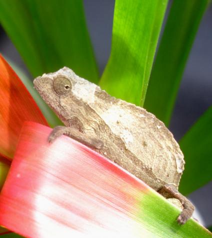 Pygmy Leaf Chameleons, CB Oustalett's, and a SALE! | Chameleon Forums