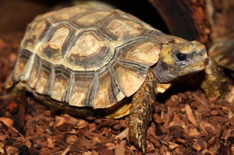 Western Hingeback Tortoise Diet In The Wild