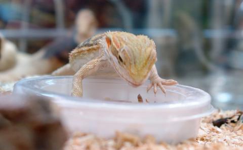 Bearded Dragons quickly figure out when food items are offered in dishes, such as this specially designed mealworm dish.