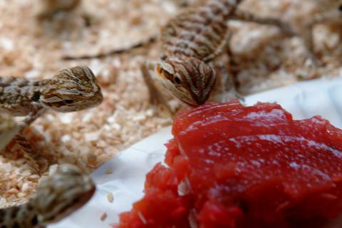 Baby Bearded Dragons eating their canned food!