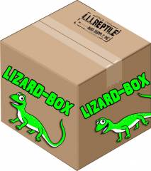 lizard supplies
