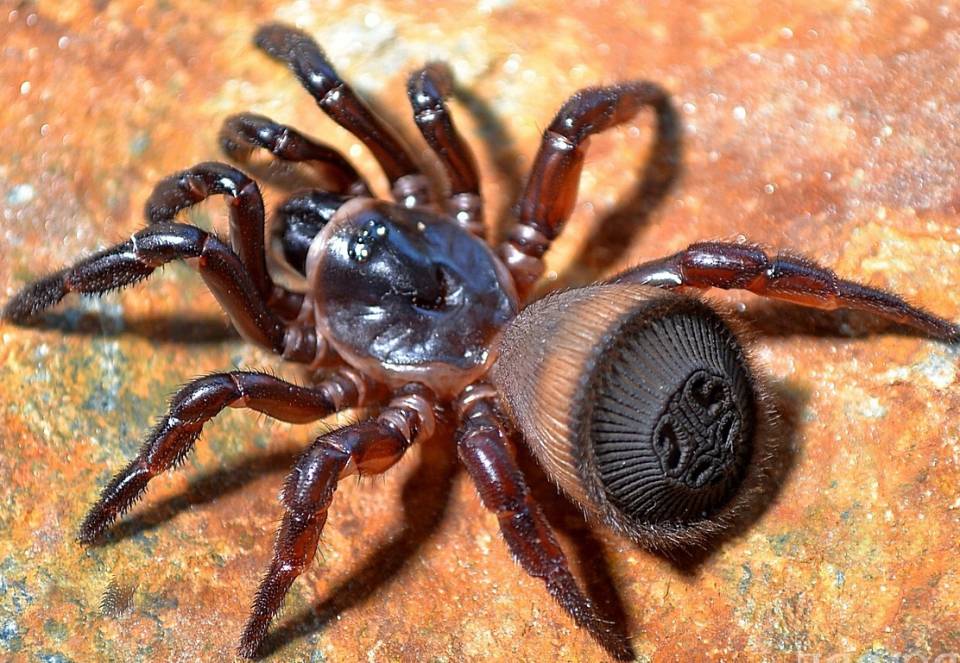 Amazing Beautiful Terrifying Spiders Howstuffworks Vrogue Co