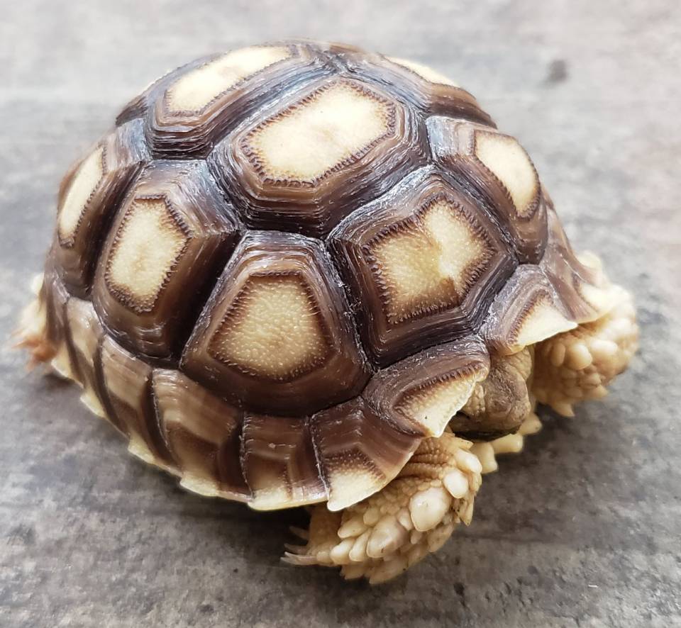 baby african tortoise