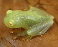 Northern Glass Frogs