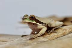 Medium Masked Tree Frogs USA Captive Bred