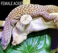 Female Red Ackies Monitor