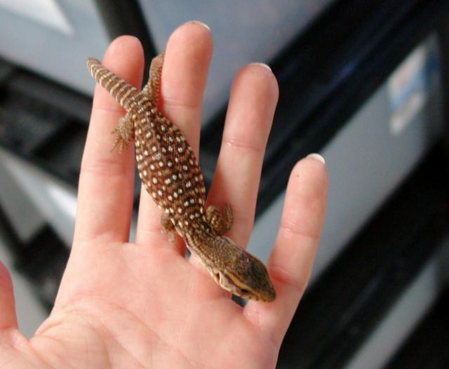 Hatchling Savannah Monitor