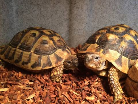 Sub Adult Eastern Hermanns Tortoises