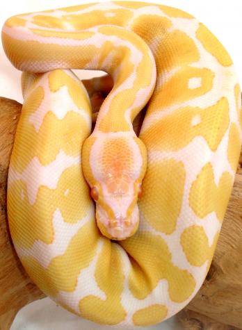 Baby Albino Ball Pythons