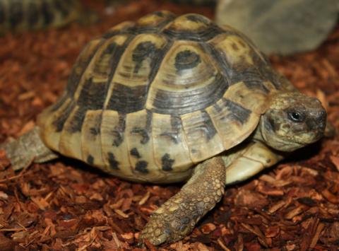 Sub Adult Hermanns Tortoises