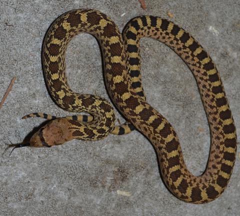 Baby Bullsnakes