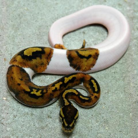 Baby Piebald Ball Pythons