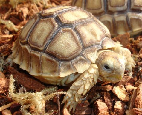 Tortoises and Turtles