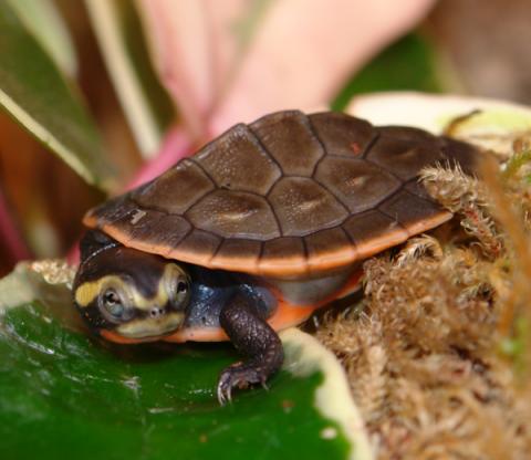 Pink Belly Side Neck Turtles just $49.99 each! | Tortoise Forum