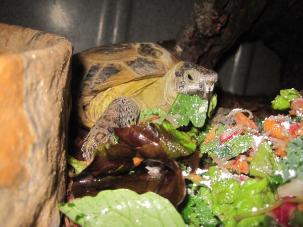 Feeding Day! | Tortoise Forum