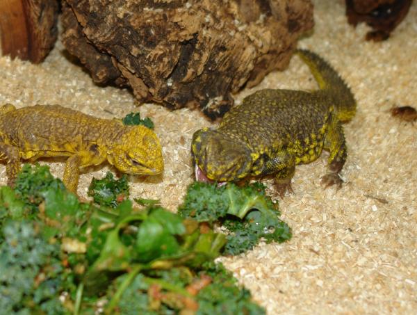 Adding pelleted food to greens • Bearded Dragon . org