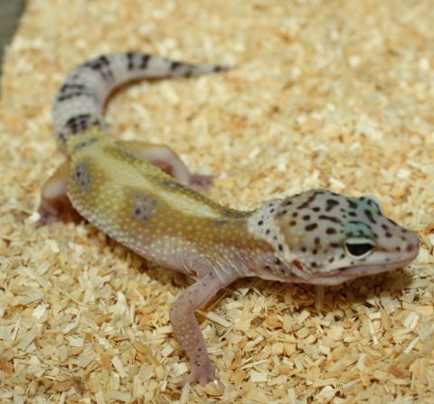 Leopard Geckos