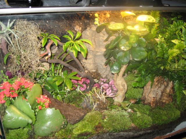 Cuban Knight Anole set up