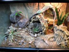 Vivarium and Cage Set Up Gallery