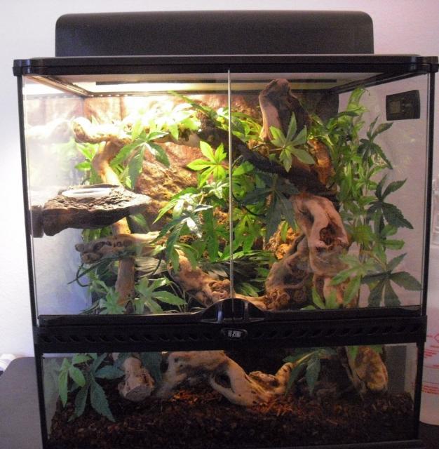 Brians crested gecko set up