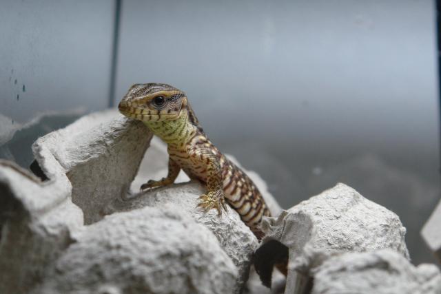 Hatchling Savannah Monitor