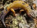 Adult Female Hypo Tangerine Leopard Geckos