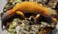 Adult Male Super Hypo Tangerine Leopard Geckos