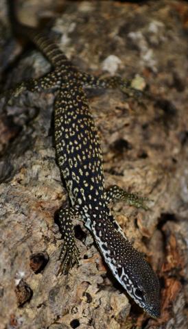 Small Spotted Tree Monitors