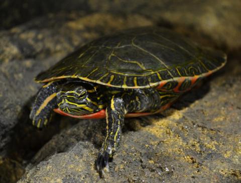 Western Painted Turtles for sale