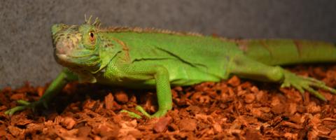 Small Green Iguanas for sale