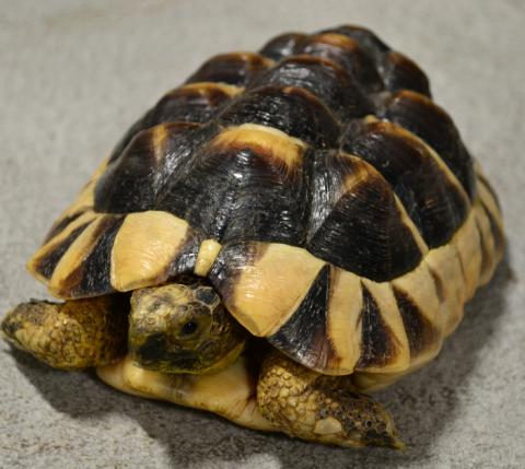 Medium Marginated Tortoises for sale