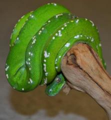 Sub Adult Aru Green Tree Pythons
