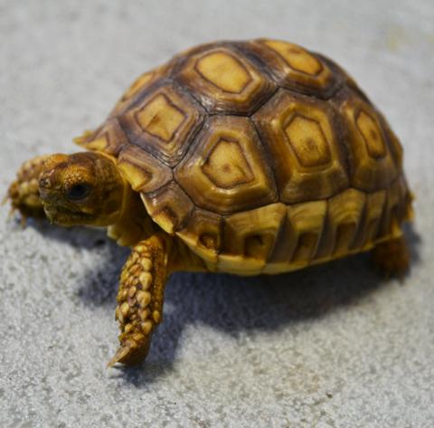 tortoise small