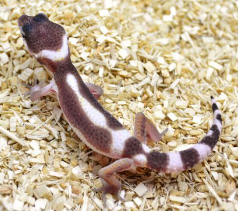 Baby Mack Snow Leopard Geckos for sale