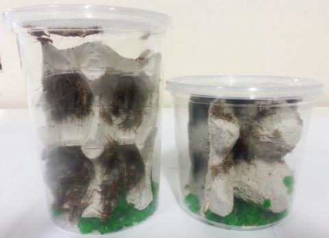 Live Crickets for Sale - Reptile Food