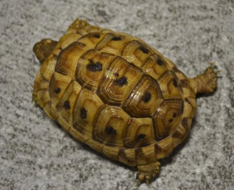 baby greek tortoise
