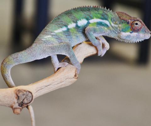 panther chameleons ambanja bloodlines