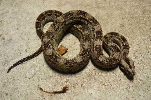 Echte Tarahumara Moutain Boa  Stöckl - Die Nr.1 Boa constrictor Seite im  Internet