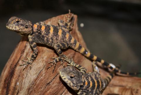 Baby Painted Agamas (aka Clown Agamas) for sale