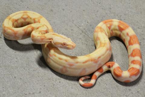 Baby Sharp Sunglow Boas for sale