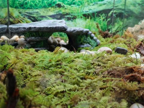 Terrarium Moss 5 Gallon - The Tye-Dyed Iguana - Reptiles and Reptile  Supplies in St. Louis.