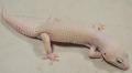 Adult Female Blazing Blizzard Leopard Geckos