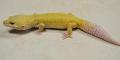 Adult Male Patternless Leopard Geckos