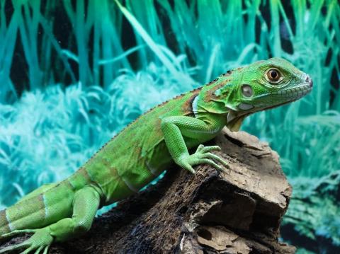 Baby Green Iguanas For Sale