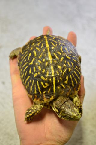 baby eastern box turtle price